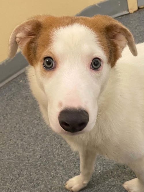 Photo of Cherry, adoptable Shepherd in Low Moor, Virginia