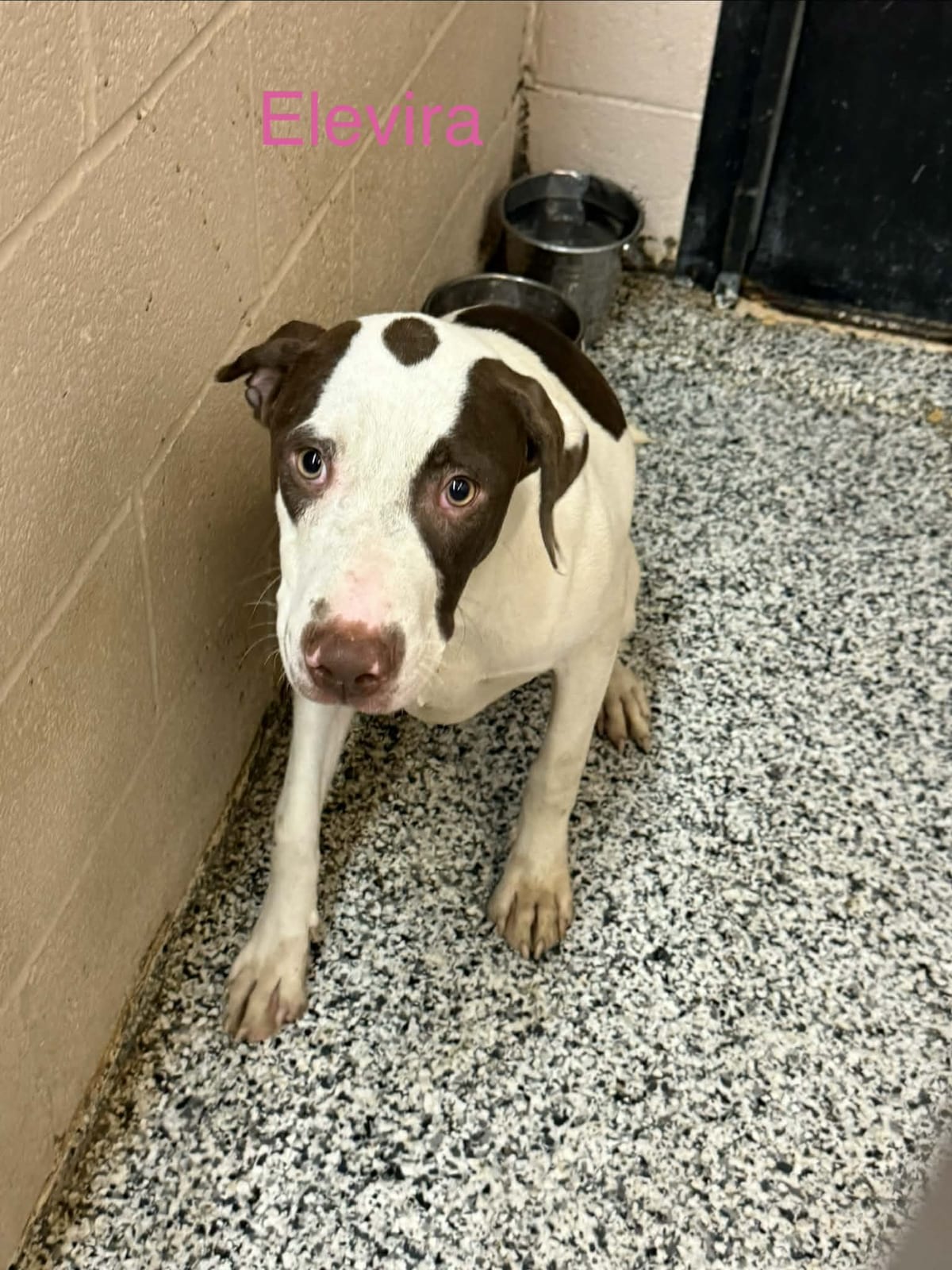 Photo of Elvira, adoptable Pointer in Fayetteville, West Virginia