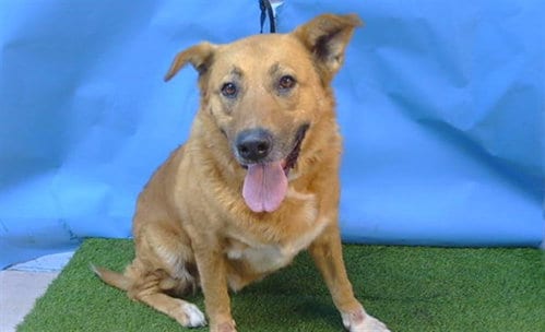 Photo of Rosa, adoptable German Shepherd Dog in Gardena, California