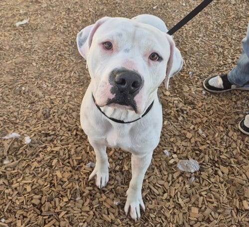 Photo of Cinnamon Roll, adoptable American Pit Bull Terrier in Albuquerque, New Mexico