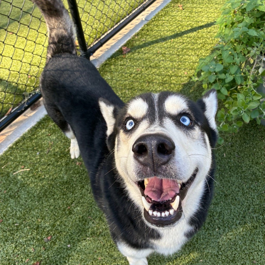 Photo of Chips & Dip, adoptable Husky in Greensboro, North Carolina