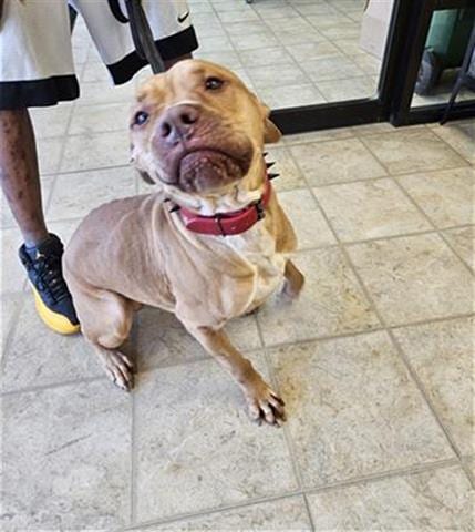 Photo of Symba, adoptable Pit Bull Terrier in Norfolk, Virginia