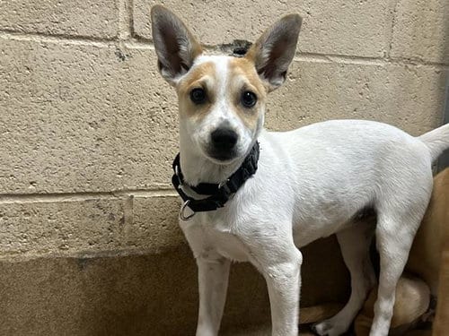 Photo of Bijou, adoptable Chihuahua in Martinez, California