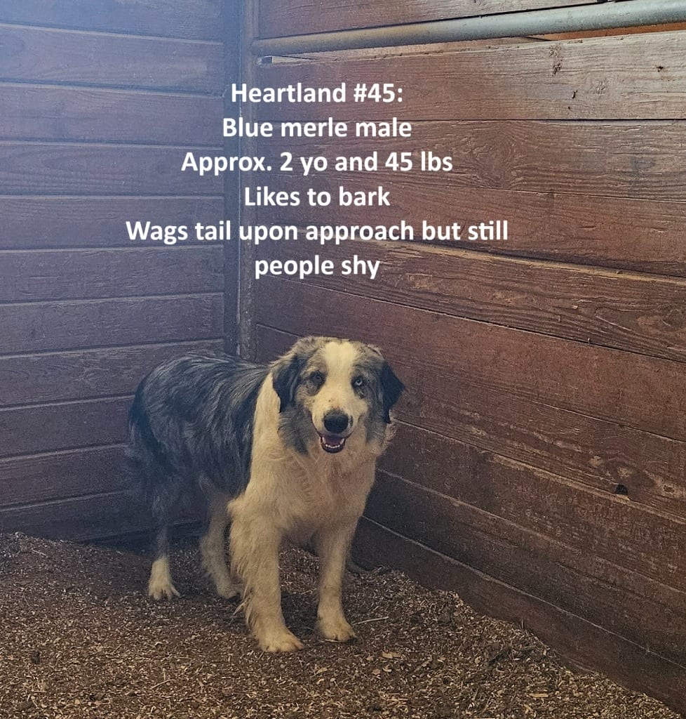 Photo of Benson #45, adoptable Border Collie in Texas