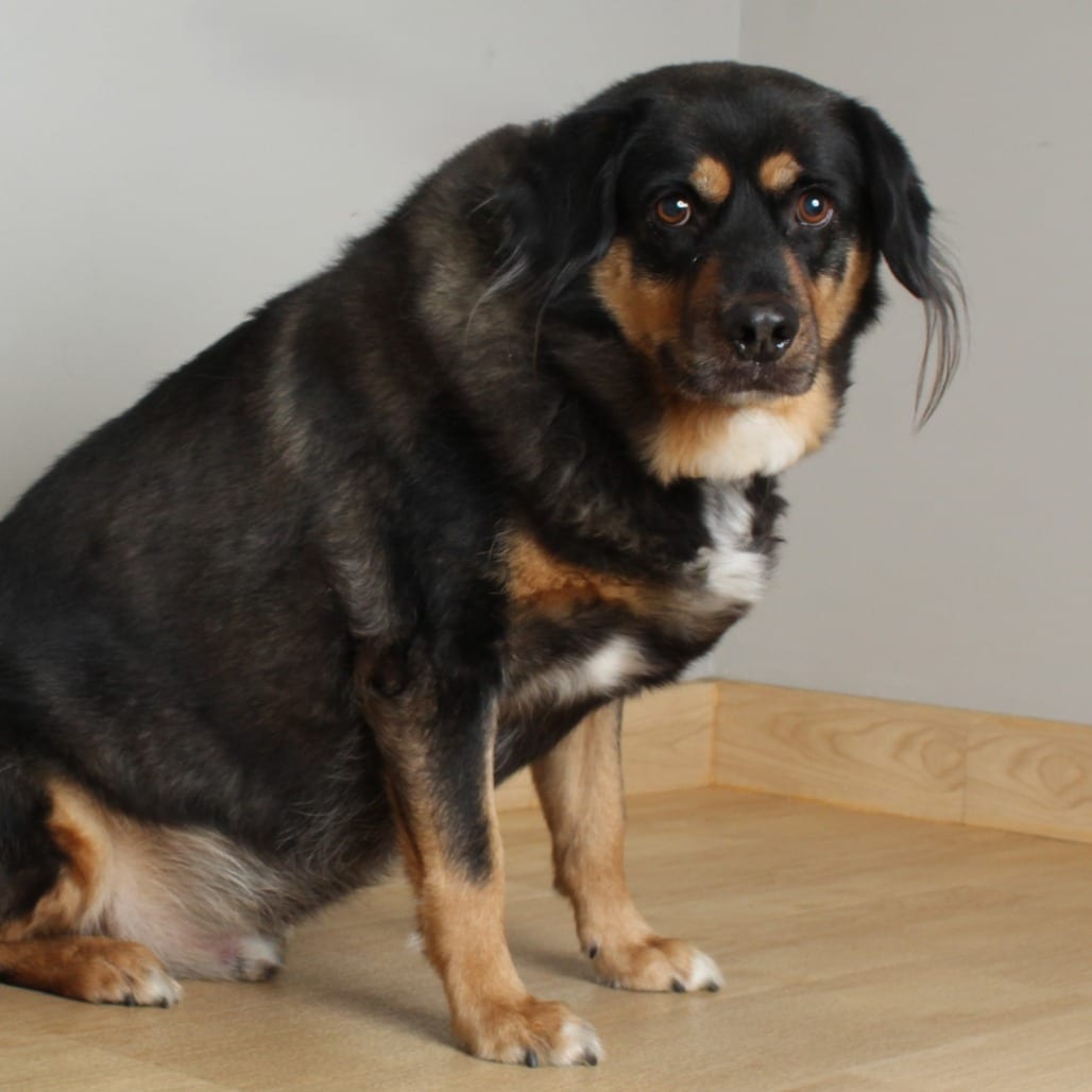 Photo of Niki D69343, adoptable Shepherd, German / Rottweiler in Minnesota, Minnesota