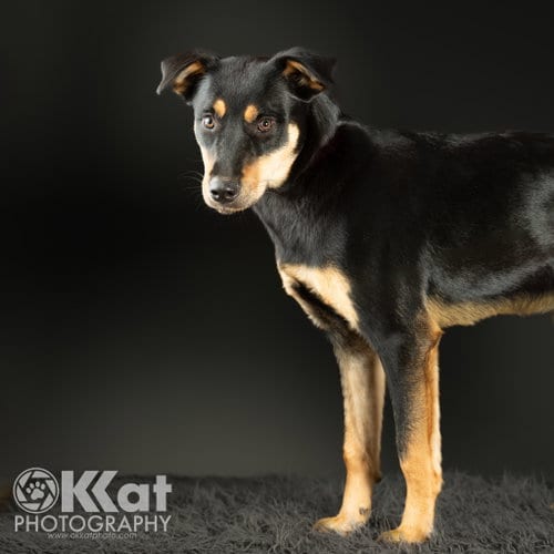 Photo of Penny, adoptable Rottweiler in Crescent, Oklahoma