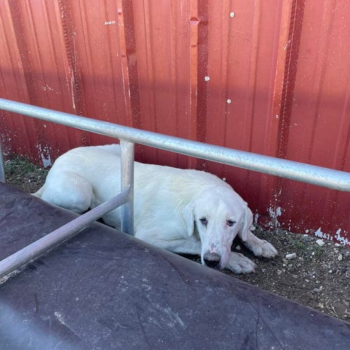 Photo of Eden, adoptable Akbash in Whitewright, Texas