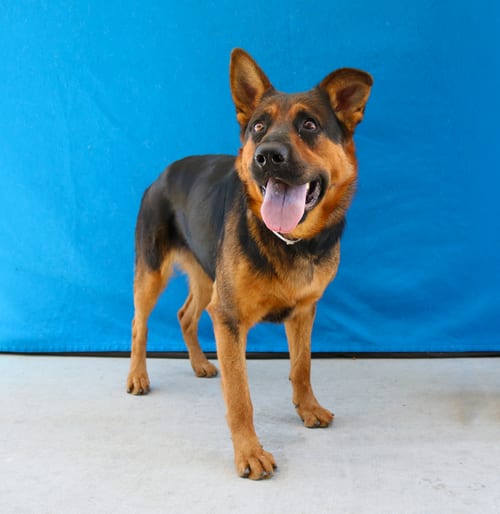 Photo of Lola, adoptable German Shepherd Dog in Pasadena, California