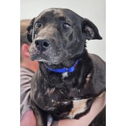 Photo of Eden, adoptable Mixed Breed (Medium) in Georgetown, Delaware