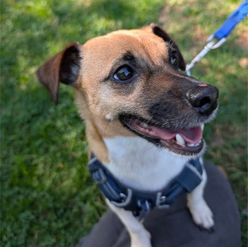 Photo of Toby, adoptable Chihuahua in Alameda, California