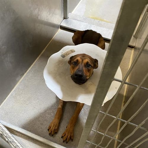 Photo of Raffi, adoptable German Shepherd Dog in Modesto, California