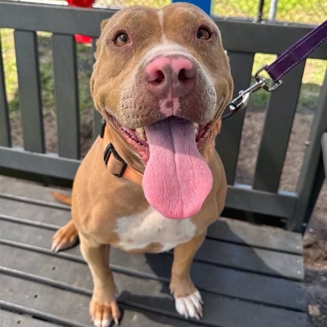 Photo of Cider, adoptable dog in Palmetto, Florida