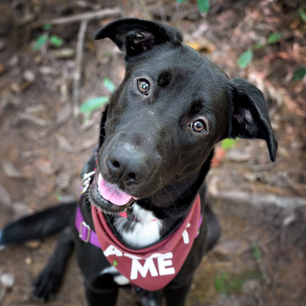 Photo of Genie, adoptable Mixed Breed (Large)
