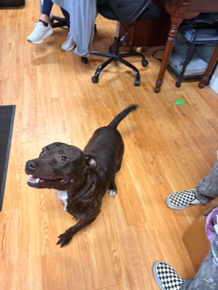 Photo of Kojack, adoptable Mixed Breed in Greensburg, Indiana