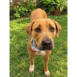 Photo of Martha, adoptable American Bulldog in Doral, Florida