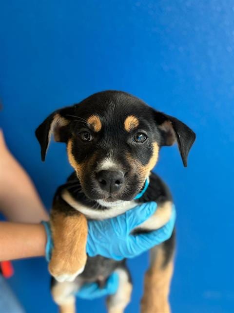 Photo of A256366, adoptable German Shepherd Dog in Visalia, California