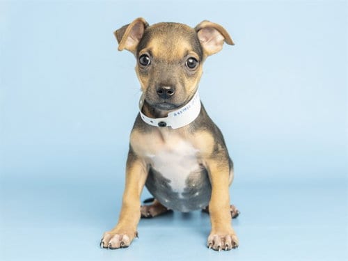 Photo of Annie, adoptable American Pit Bull Terrier in Phoenix, Arizona