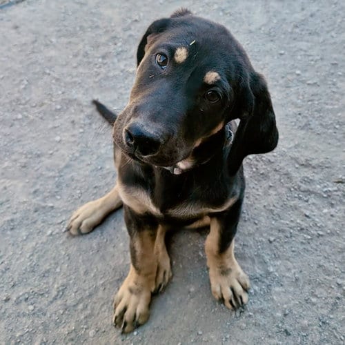Photo of Maxwell, adoptable Labrador Retriever in Yreka, California