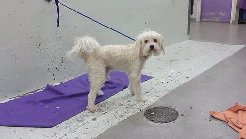 Photo of Pogo, adoptable Maltese in Houston, Texas