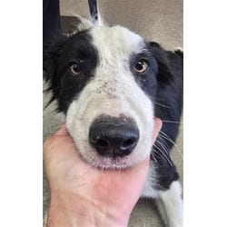 Photo of Rorey, adoptable Border Collie in San Bernardino, California