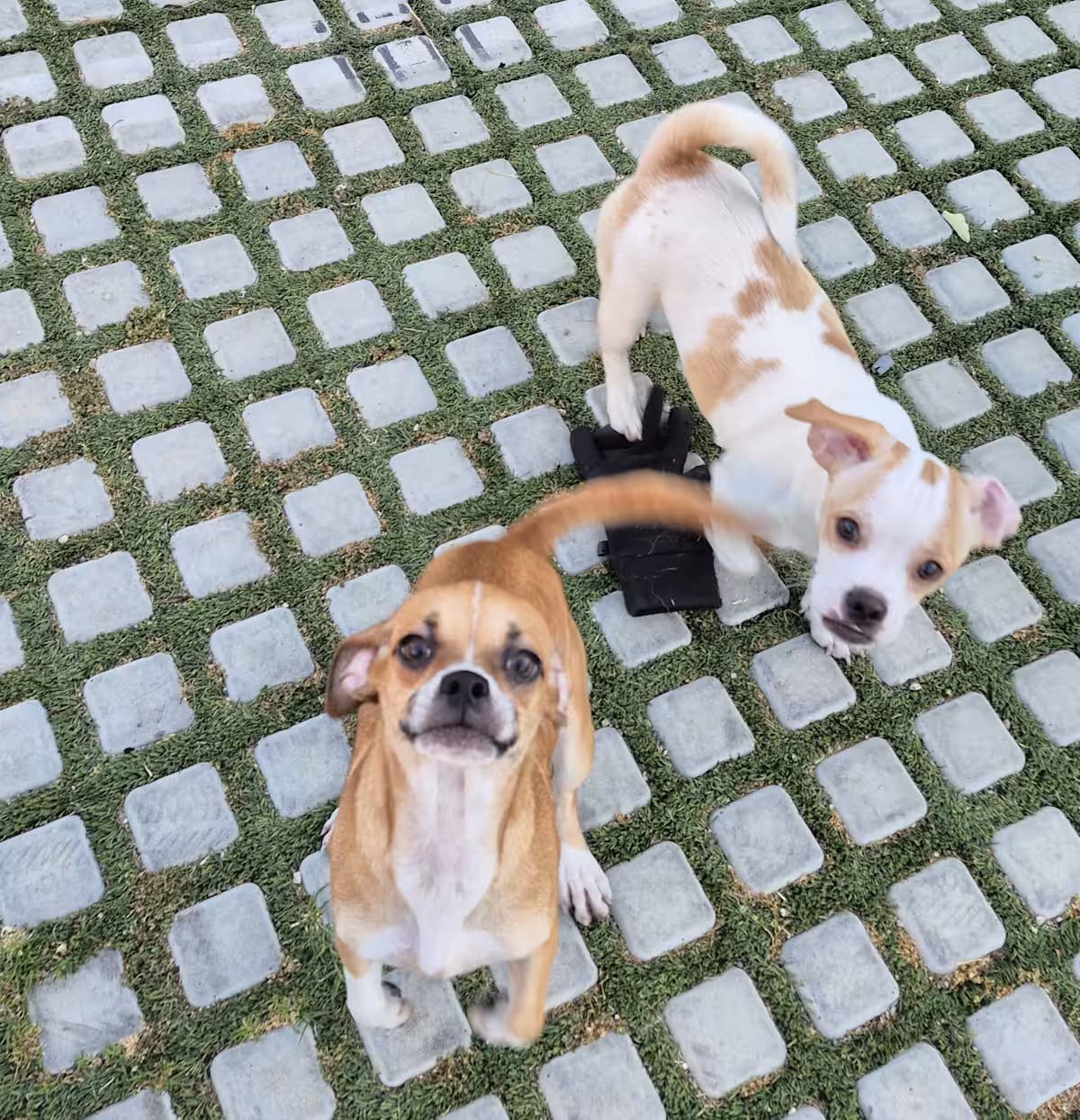 Photo of Ms Puggy and Mr Roley, adoptable Dachshund/Pug in Newport Beach, California