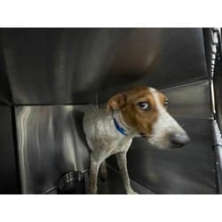Photo of Tanner, adoptable Mixed Breed (Medium) in Baton Rouge, Louisiana