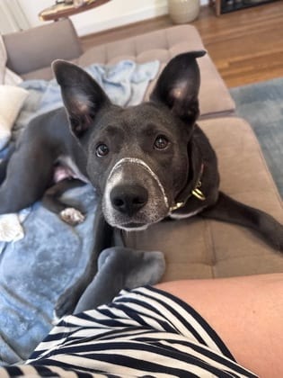 Photo of Rosemary, adoptable dog in Chamblee, Georgia