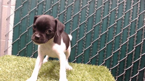 Photo of Rucca, adoptable Pug in Downey, California
