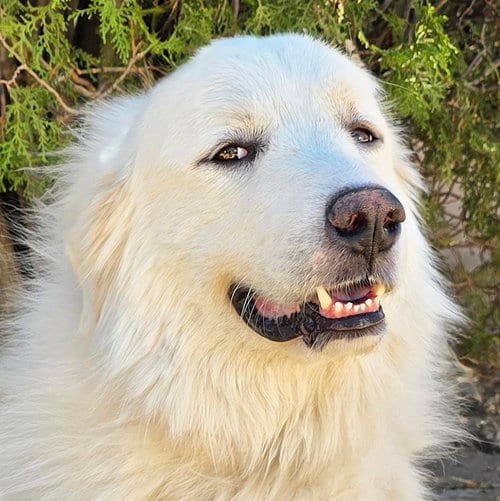Photo of King Kai ~ SWEET Perfection, adoptable Great Pyrenees in Albuquerque, New Mexico