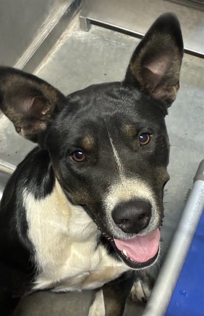 Photo of Senior Pit Bull Terrier, adoptable Pit Bull Terrier in Devore, California