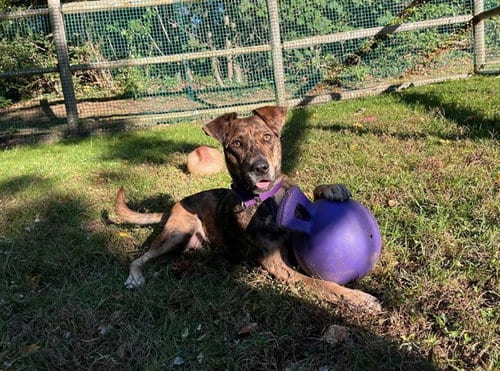 Photo of FI, adoptable Catahoula Leopard Dog in Brewster, Massachusetts