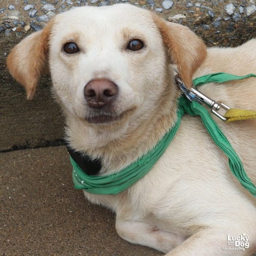 Photo of Spunky, adoptable Labrador Retriever in Washington, District of Columbia