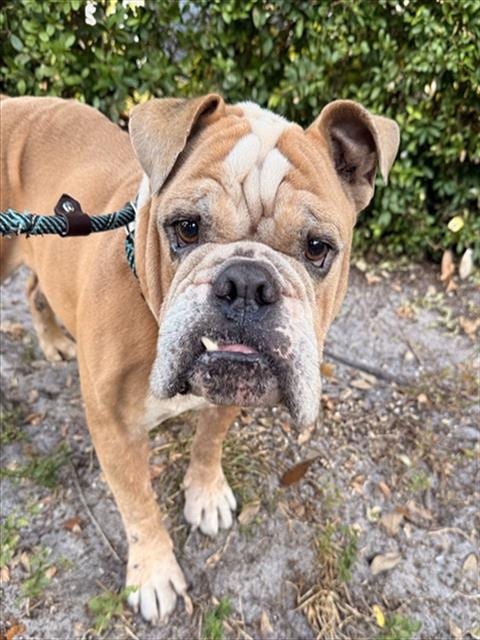 Photo of Kristo, adoptable Bulldog in Fort Lauderdale, Florida