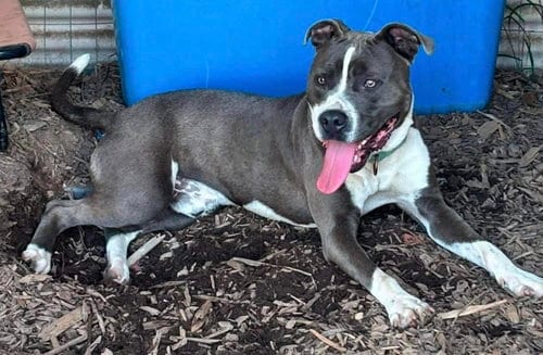 Photo of Maverick: At shelter, adoptable Pit Bull Terrier in Rustburg, Virginia