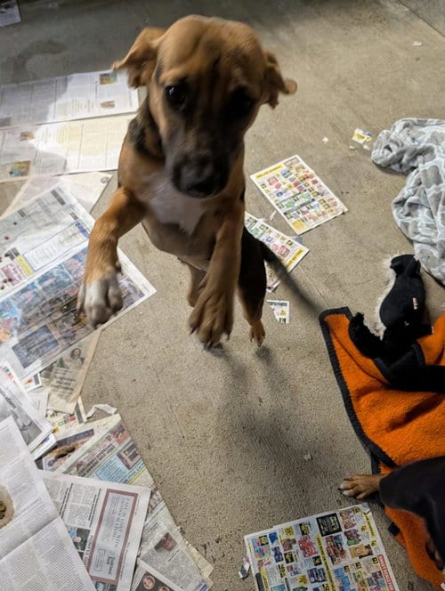 Photo of Deedee, adoptable Hound in Frenchburg, Kentucky