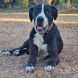 Photo of Ben, adoptable Great Dane in Bullard, Texas