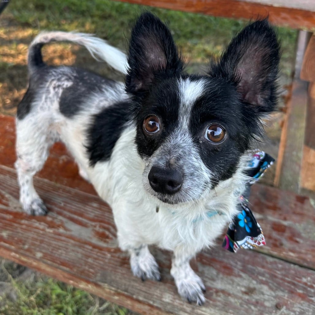 Photo of Mr. Moo Moo, adoptable Chihuahua in Chesapeake, Virginia