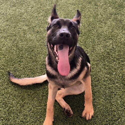 Photo of Kaiski, adoptable German Shepherd Dog in Burlingame, California