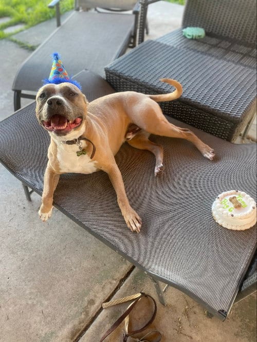 Photo of Tony, adoptable American Staffordshire Terrier in San Diego, California