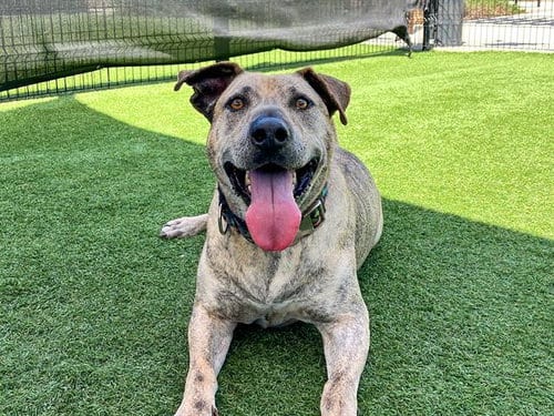 Photo of Paseo, adoptable Pit Bull Terrier in Orange, California