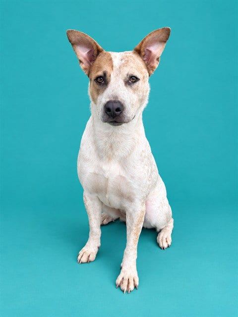 Photo of Quigley, adoptable Australian Cattle Dog/Blue Heeler in Pearland, Texas