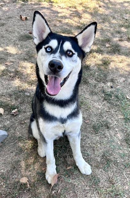 Photo of Link, adoptable Siberian Husky in Riverside, California