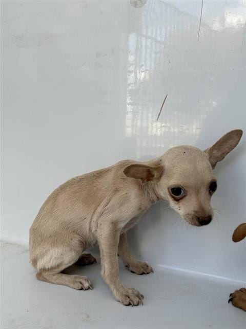 Photo of A662071, adoptable Chihuahua in Houston, Texas