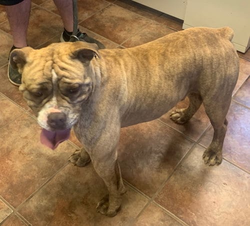 Photo of Diesel, adoptable English Bulldog in Amarillo, Texas