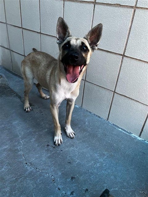 Photo of Leila, adoptable Black Mouth Cur in Corpus Christi, Texas