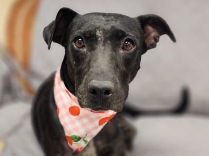 Photo of Meg, adoptable dog in Georgetown, Texas