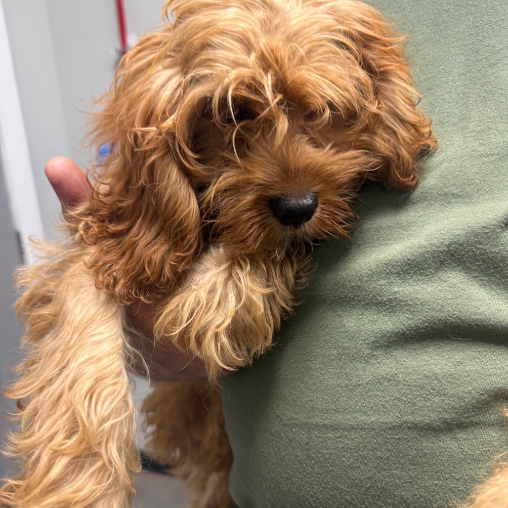 Photo of Betty, adoptable Cockapoo in Normal, Illinois