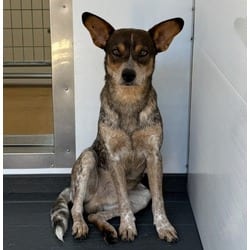 Photo of Afton, adoptable Australian Cattle Dog in San Bernardino, California
