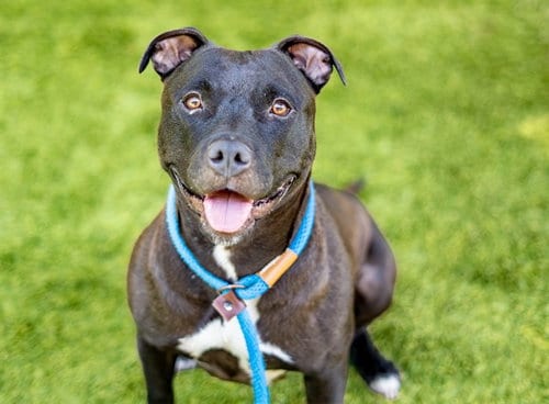 Photo of Olivia, adoptable Pit Bull Terrier in San Jose, California