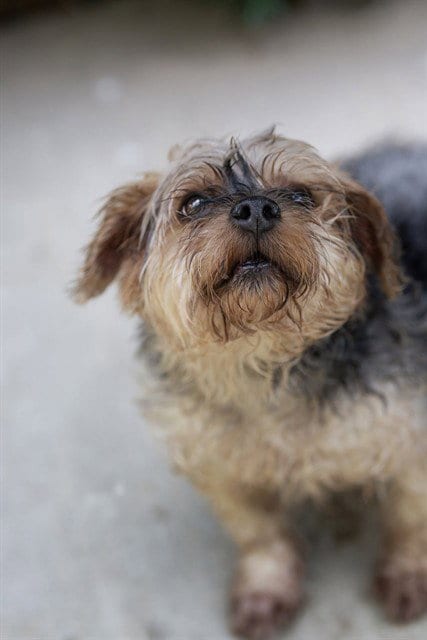 Photo of Stunna Girl, adoptable Yorkshire Terrier Yorkie in Belleville, Illinois